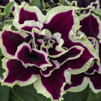 Фото 2