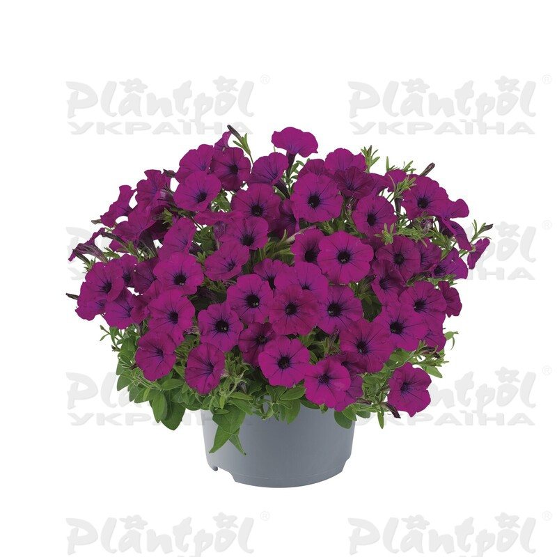 Петунія Vivini Burgundy