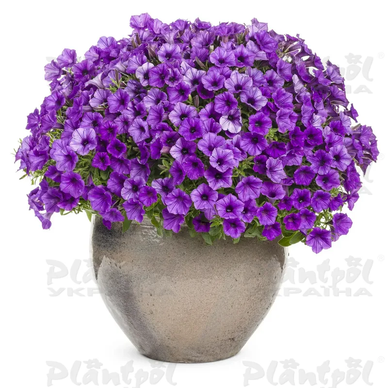 Петунія Mini Vista Blue Violet