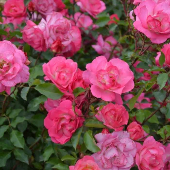 Фото 2
