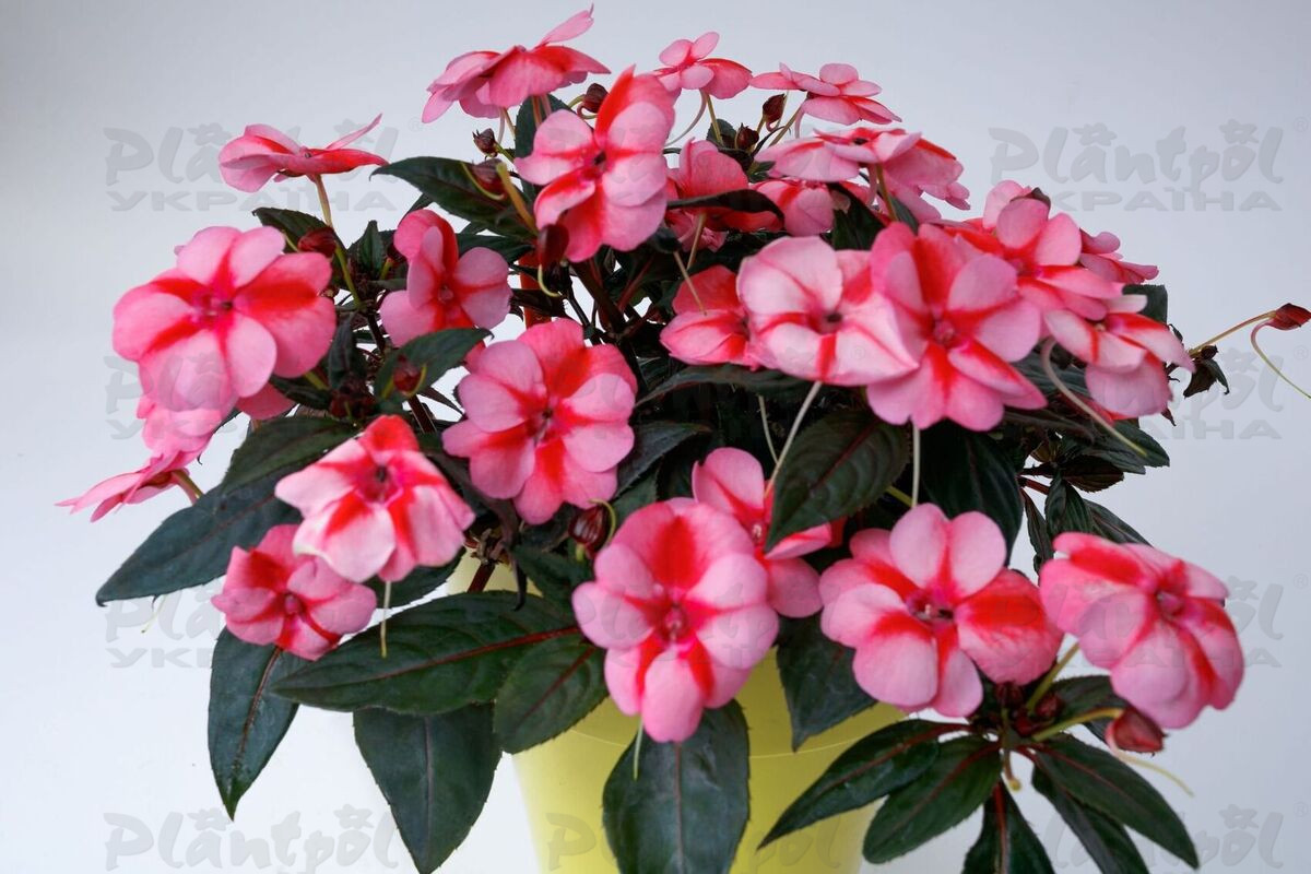 Імпатієнс Sunpatiens Vigorous Peach Candy