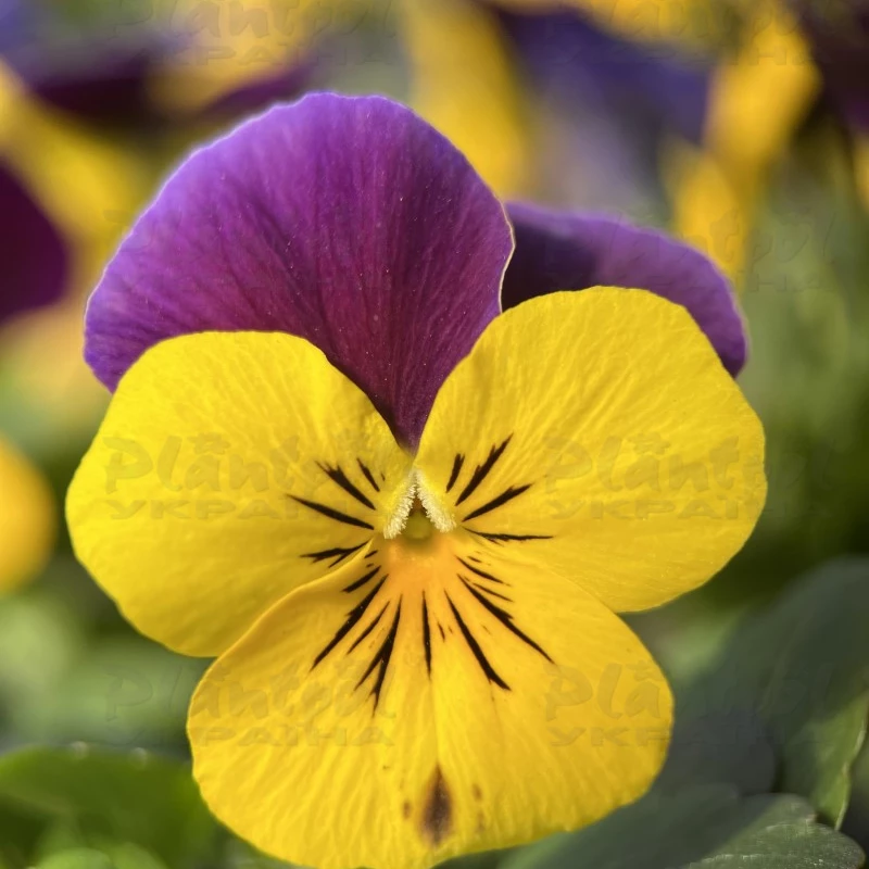 Садовий центр Плантпол-Україна, фото 6