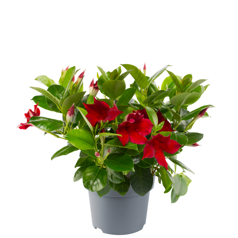 Дипладенія (Сундавіл) Mandevilla Jade Red
