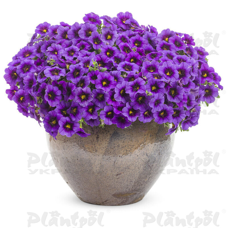 Калібрахоа Superbells Grape Punch