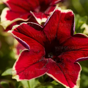 Фото 2
