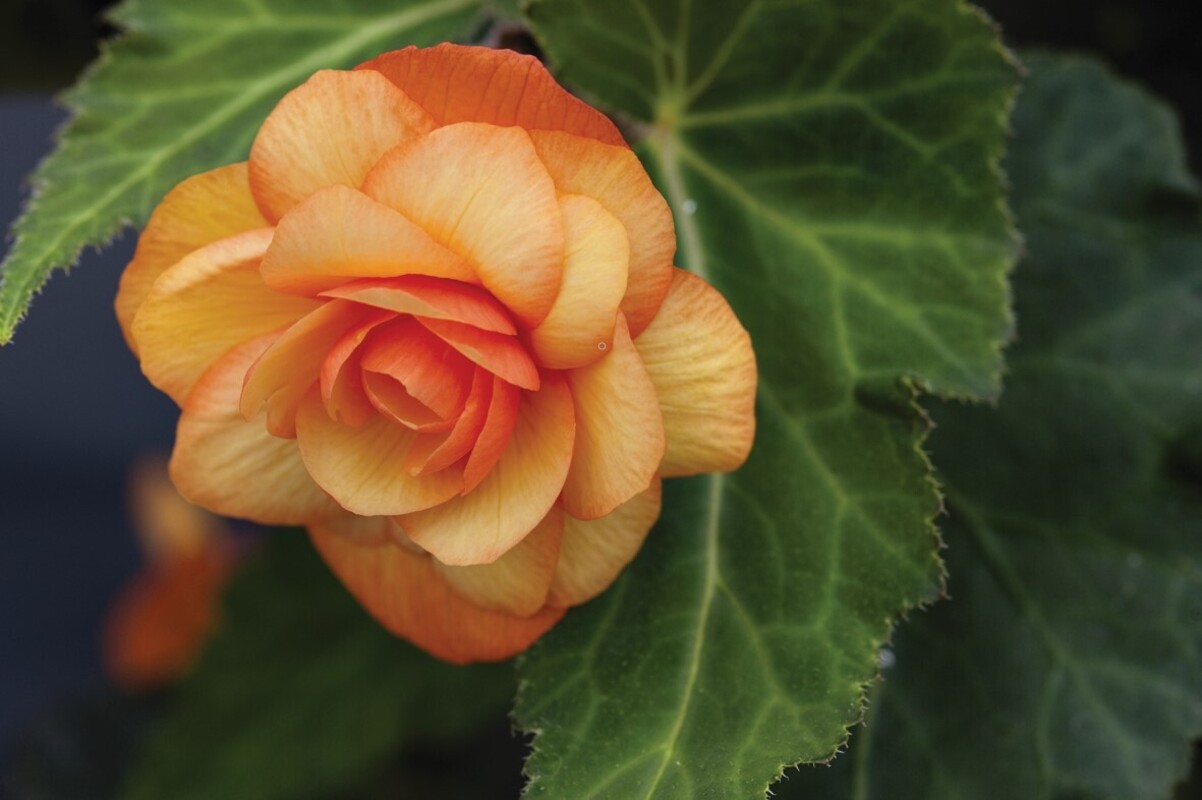 Бегонія Тuberhybrida Illumination® F1 Apricot Shades (84 палета/Florensis)