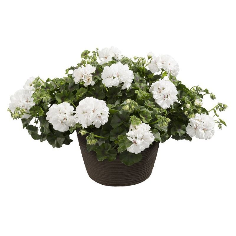 Пеларгонія ампельна Allegria Blanca