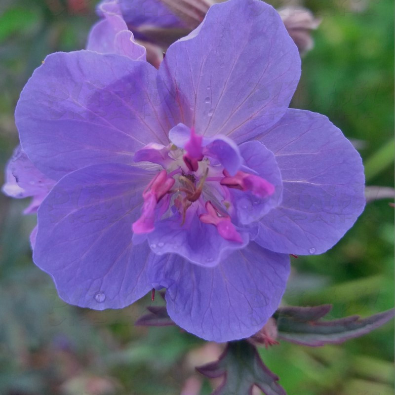 Герань Storm Cloud (Vitroflora)