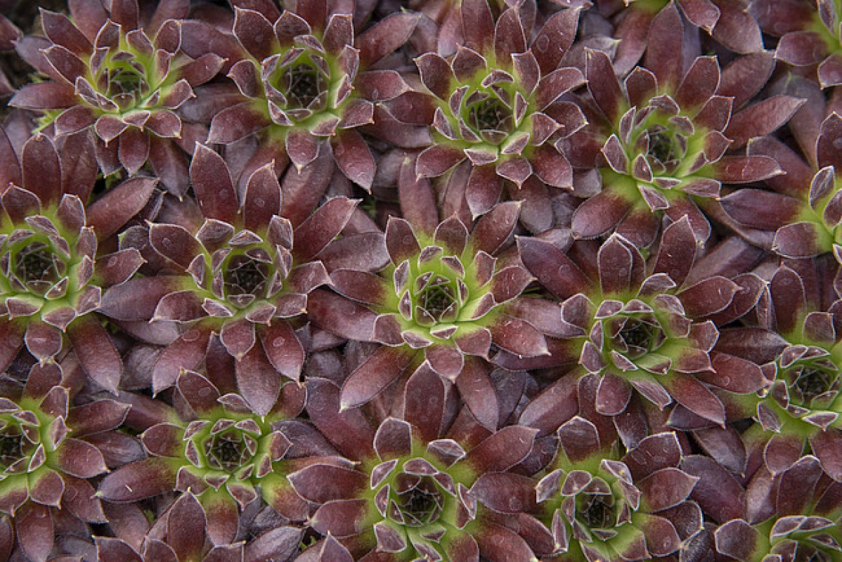 Семпервівум Scorpius (Vitroflora)