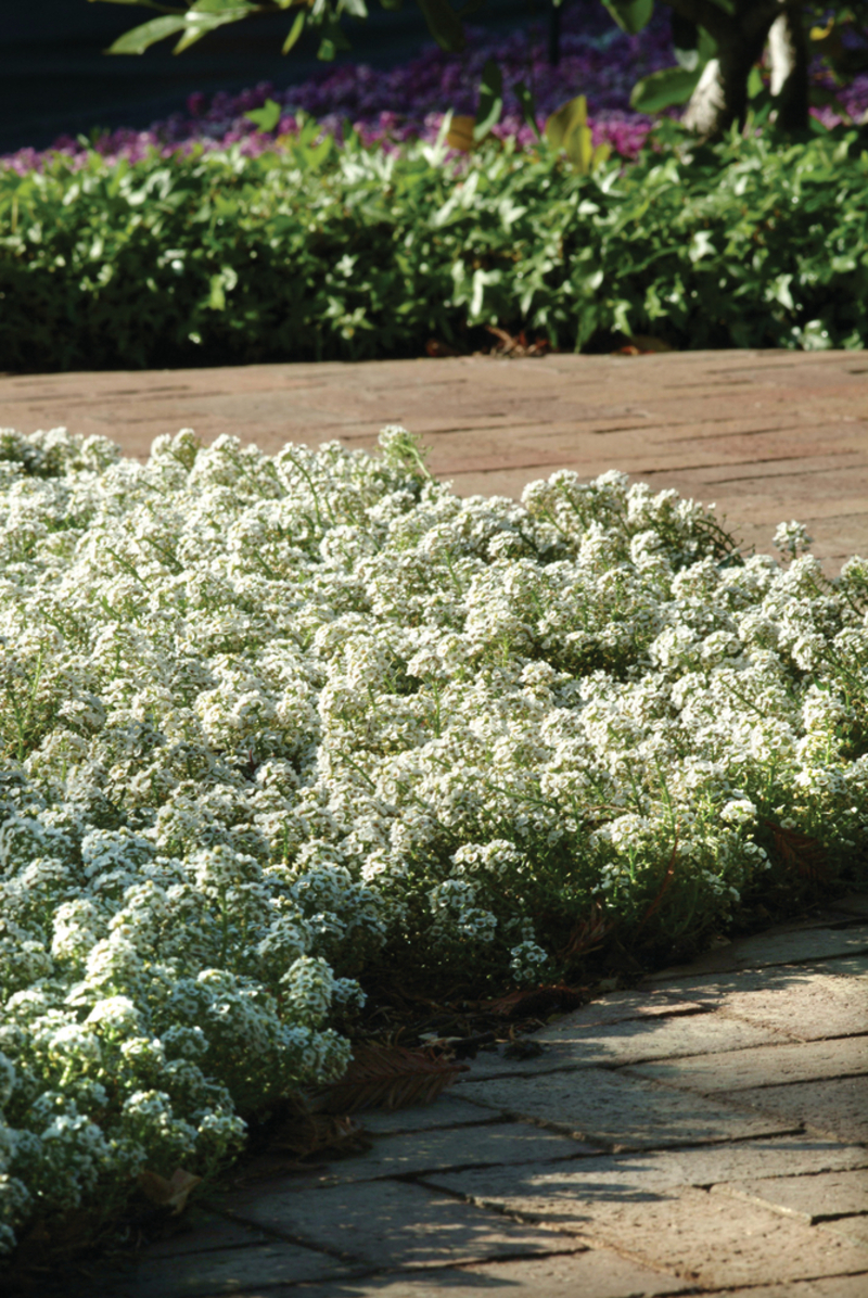Лобулярія maritima Clear Crystal™ White (288 палета)