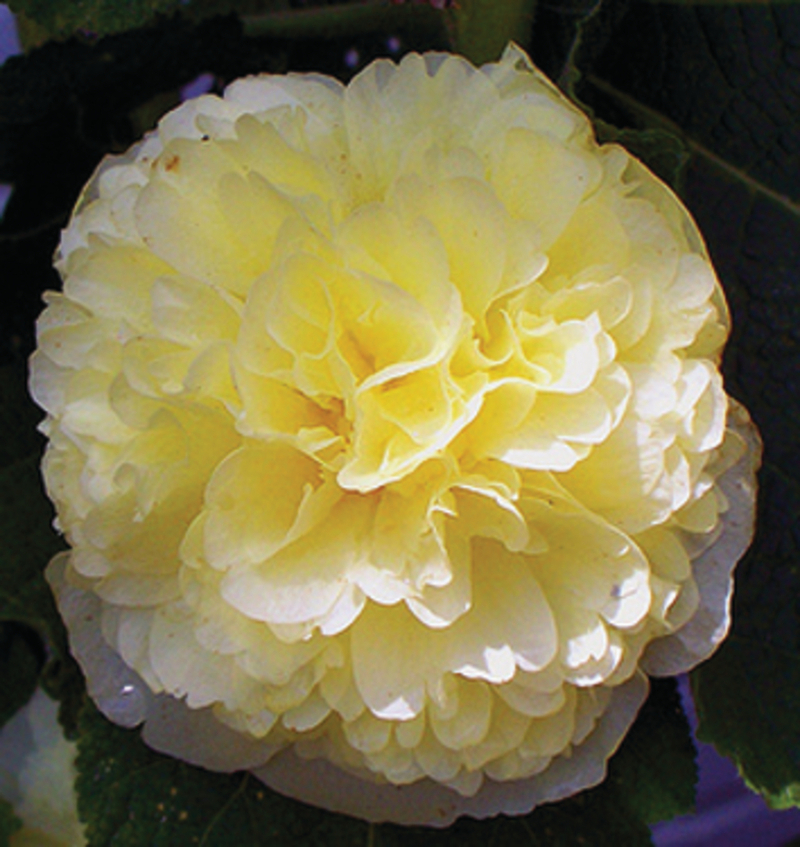 Мальва Chaters Double Yellow (288 палета /Florensis)