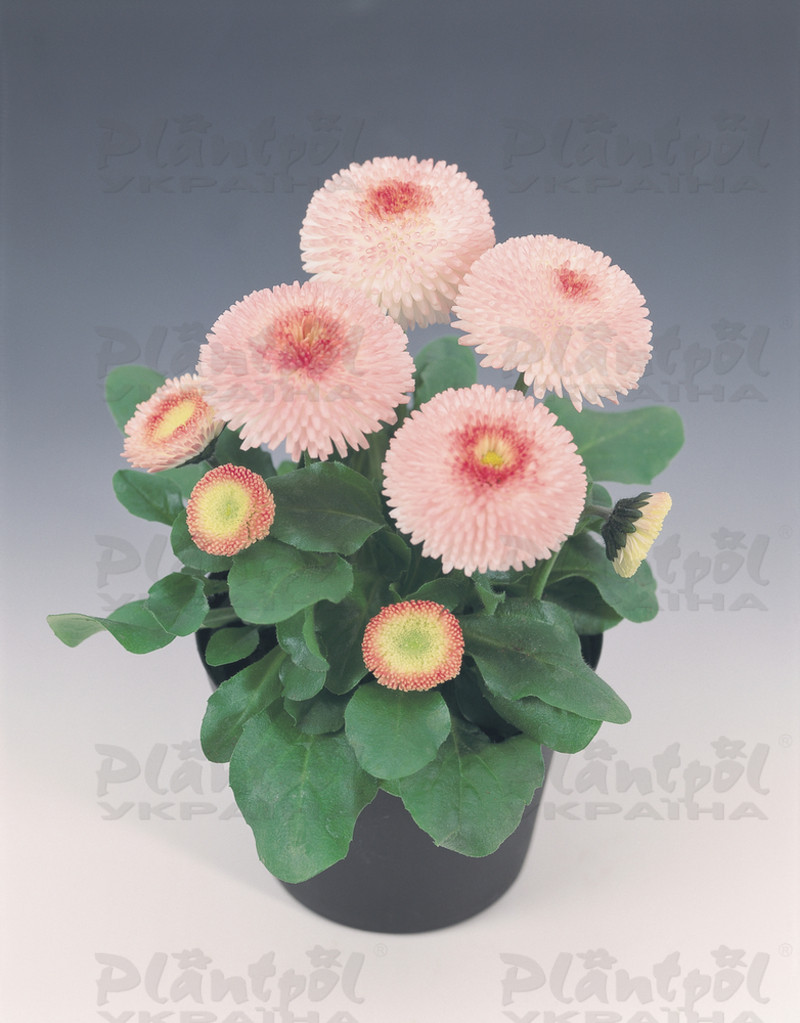 Стокротки bellis perennis Tasso Strawberries & Cream (288 палета)