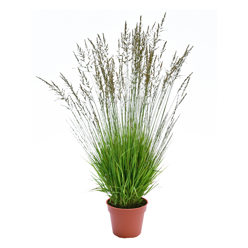 Молінія caerulea Heidezwerg (Vitroflora)