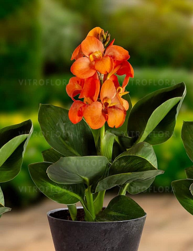 Канна CannaSun Sofia (Vitroflora)
