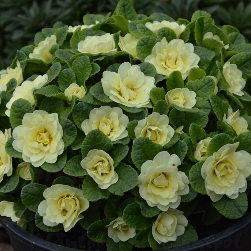 Примула Belarina Lemon Chiffon