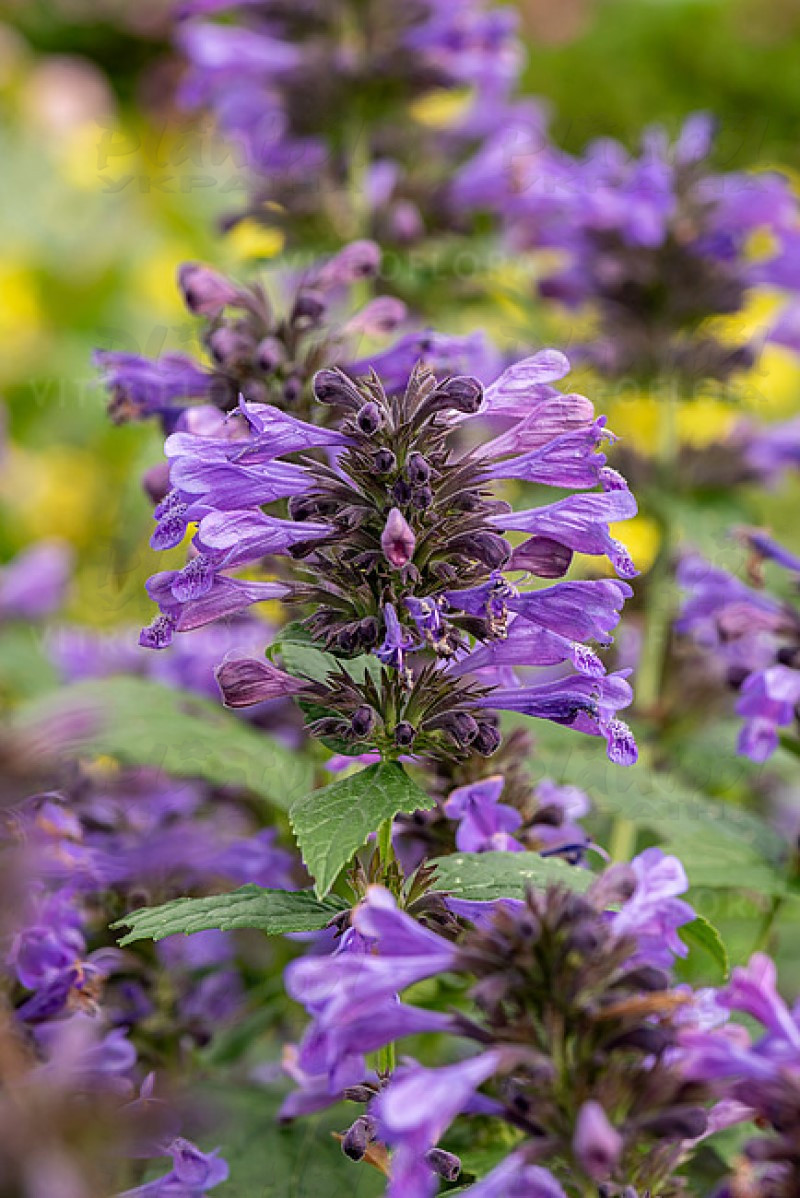 Непета Weinheim Big Blue (Vitroflora)