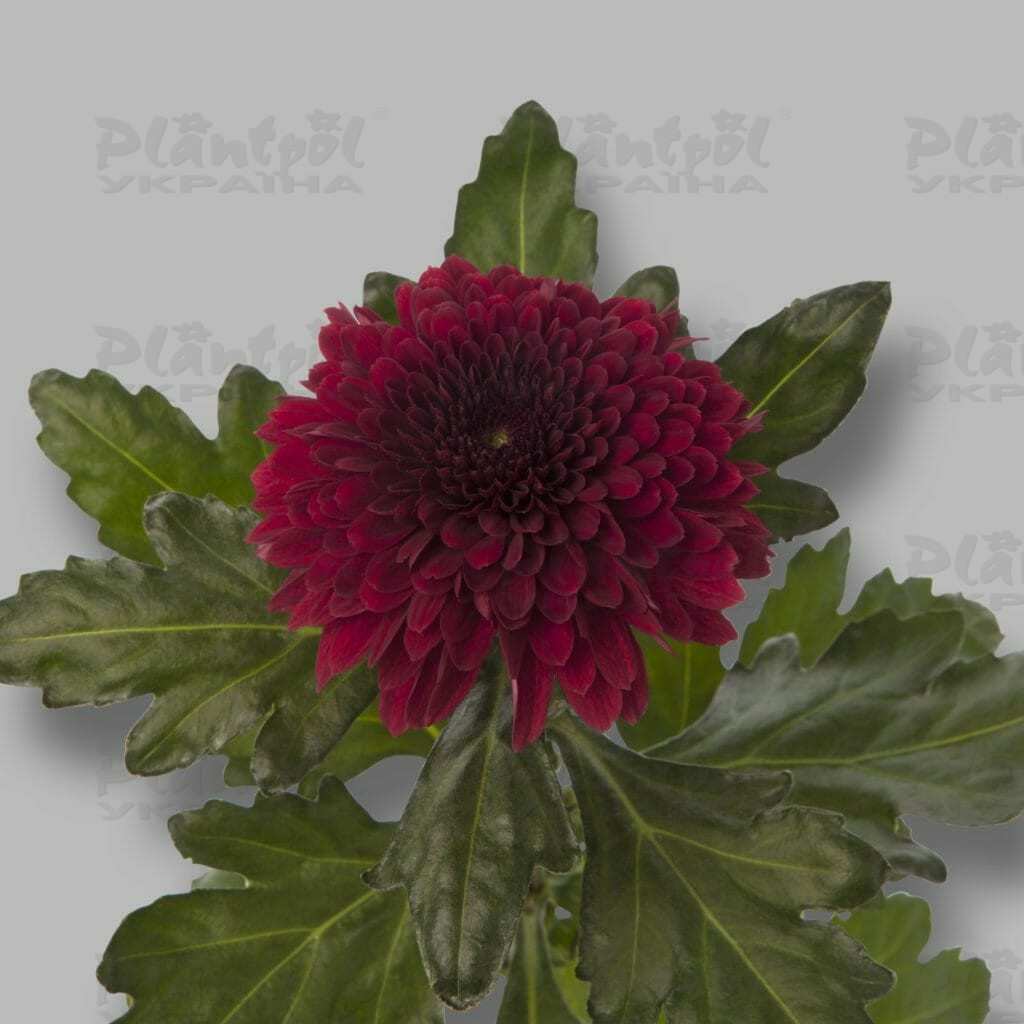 Хризантема зрізна одноголова Barca Red (Vitroflora)
