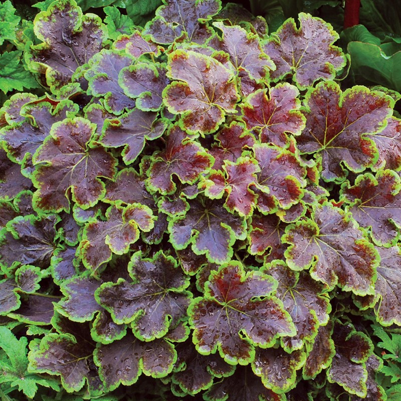 Гейхерела Solar Eclipse (Vitroflora)