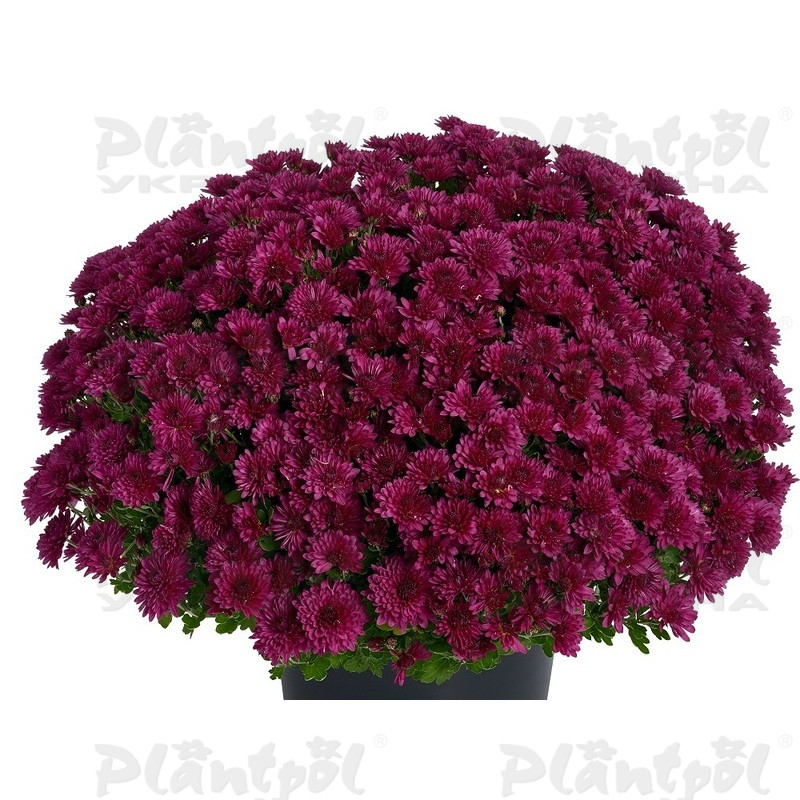 Хризантема дрібноквіткова горшкова Amelie Pink (Vitroflora)