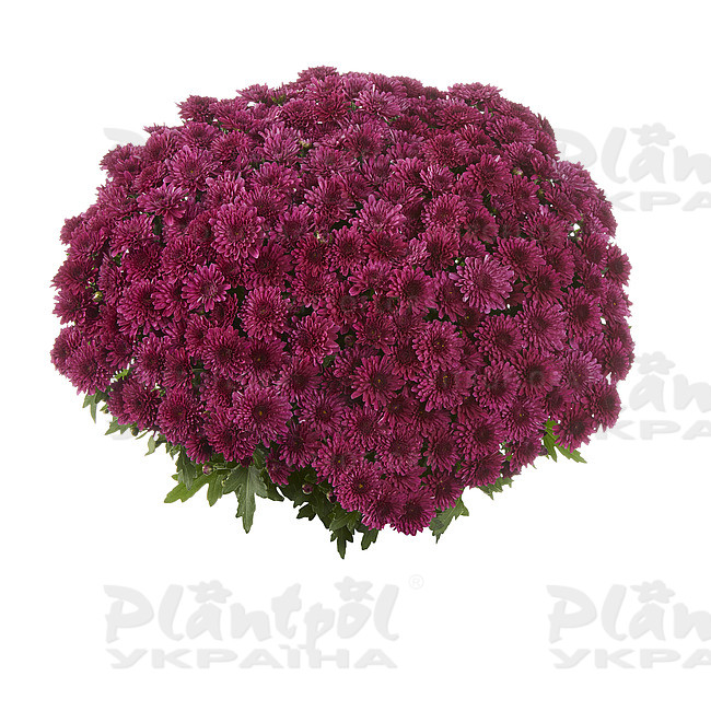 Хризантема дрібноквіткова горшкова Podium Purple (Vitroflora)