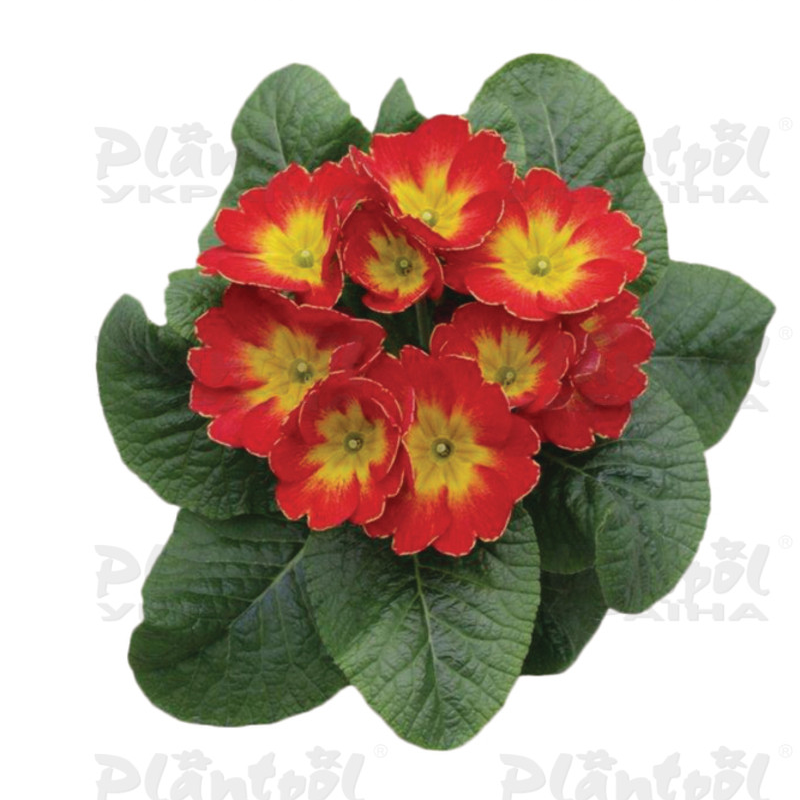 Примула vulgaris Salome® F1 Fire Red
